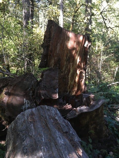 Thetis Lake