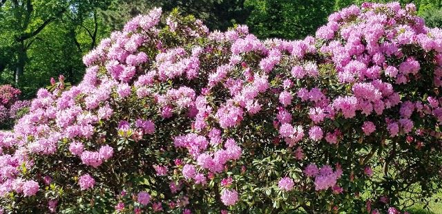 Rhododendronpark