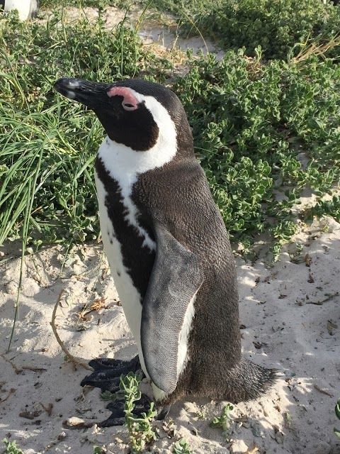 Boulders Beach Penguin Colony