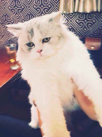 HuTu Jia ChongWu Cafe