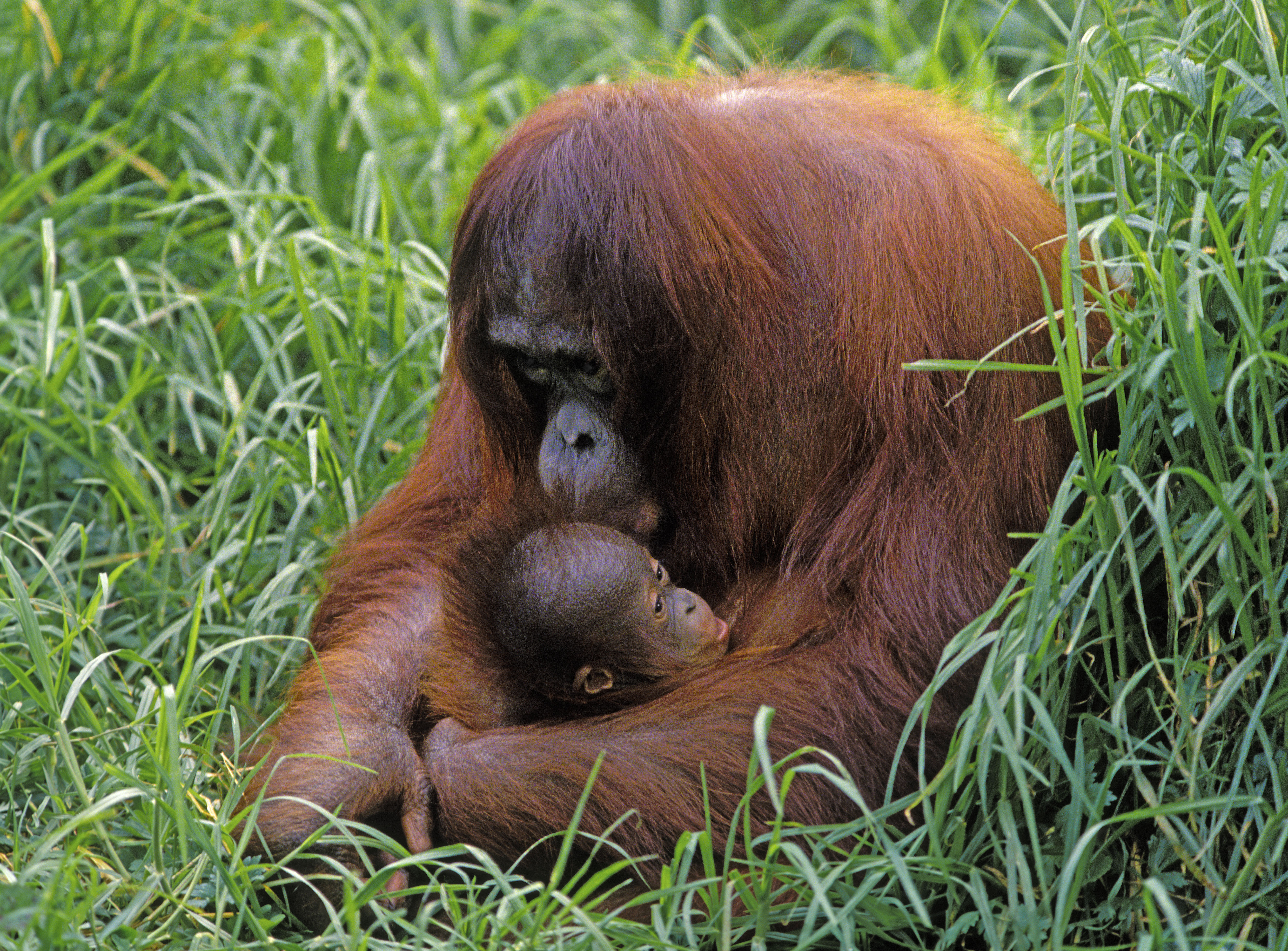 Auckland Zoo