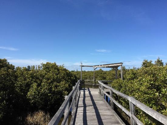 Mangrove Boardwalk