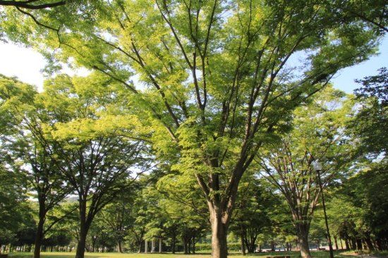 Shimmei Park