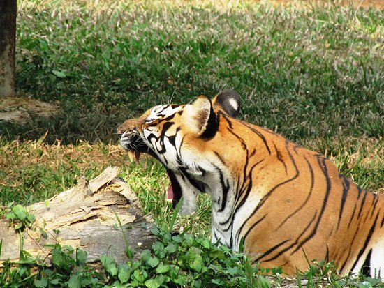 Bannerghatta Biological Park