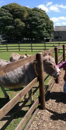 The Donkey Sanctuary