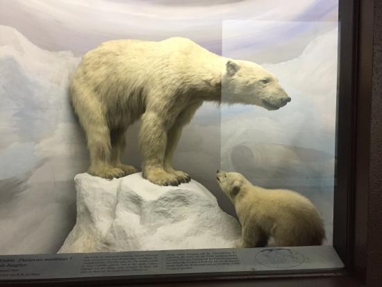 Naturkundemuseum Leipzig