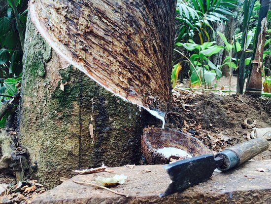 Heritage Spice & Herbs Garden