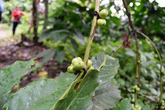 The Giving Tree at Kasthuri Estate