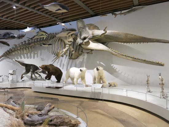 Zoologisches Museum Kopenhagen