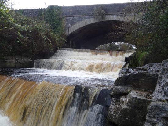 Dodder