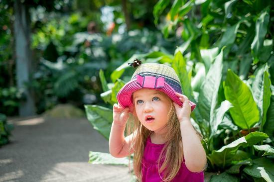 Cambridge Butterfly Conservatory