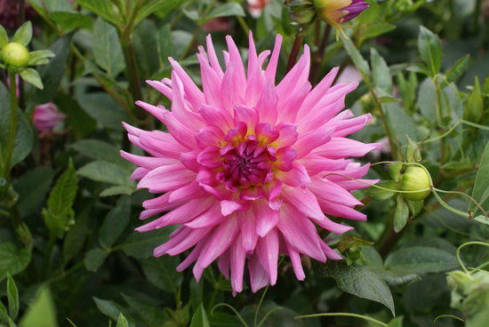 Georgeson Botanical Garden