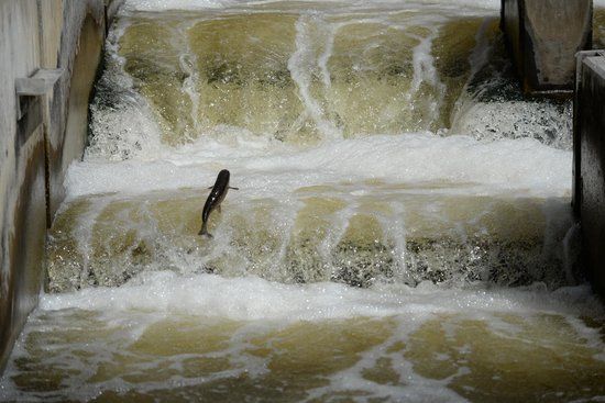 Fish Ladder Park