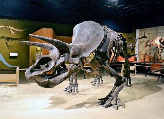 Cleveland Museum of Natural History