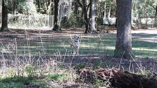 Must Love Dogs Park & Daycare