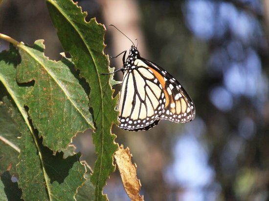 Monarch Butterfly Grove