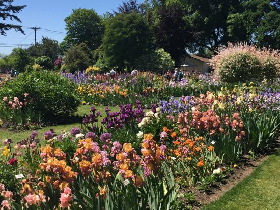 Schreiner's Iris Gardens