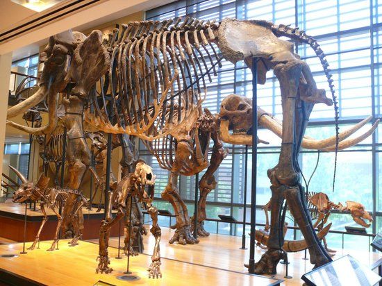 Amherst College Museum of Natural History