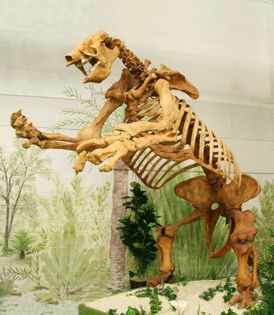 Brevard Museum of History and Natural Science