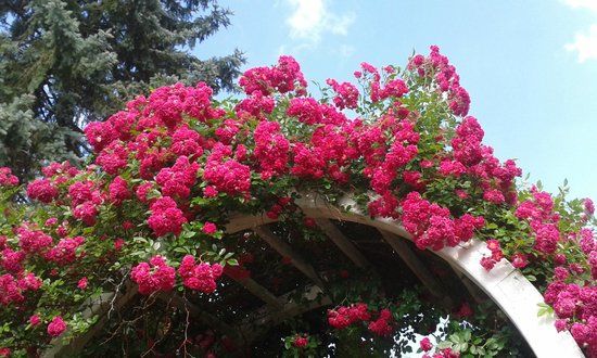 Central Park Rose Garden