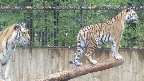 Binghamton Zoo at Ross Park