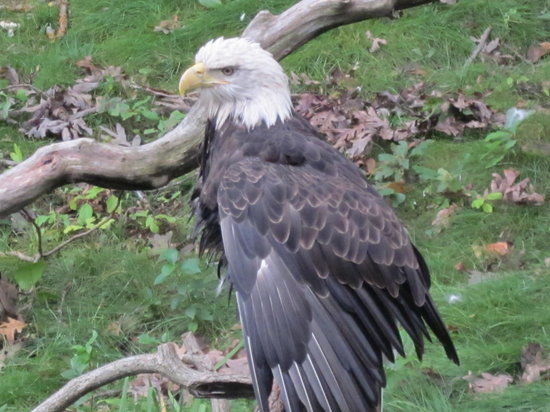 Connecticut's Beardsley Zoo