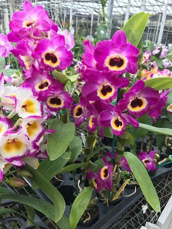 Orchids by Hausermann