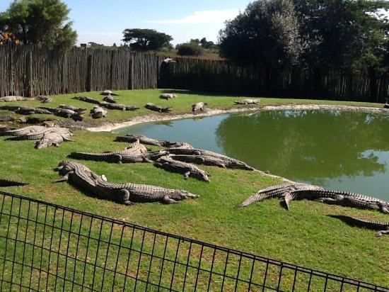 Croc City Crocodile and Reptile Park