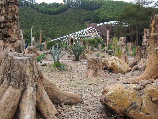 Xianhu Fossil Forest