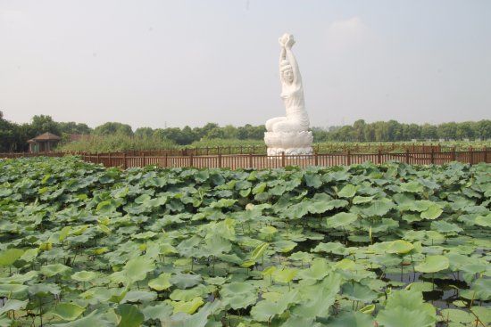 Lotus Pond in Moonlight Wetland Park