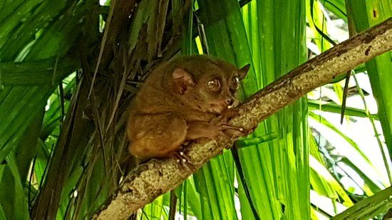 Tarsier Conservation Area