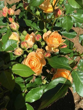 City Greenery Botanical Garden