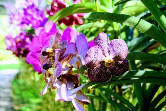 Bai Orchid-Butterfly Farm