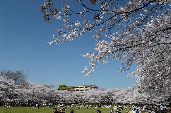 Warabi city Park