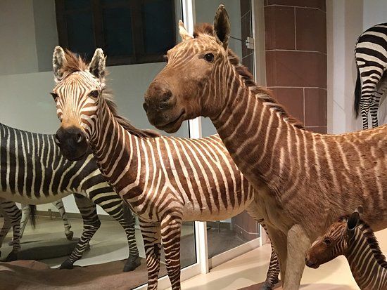 Natural History Museum Mainz