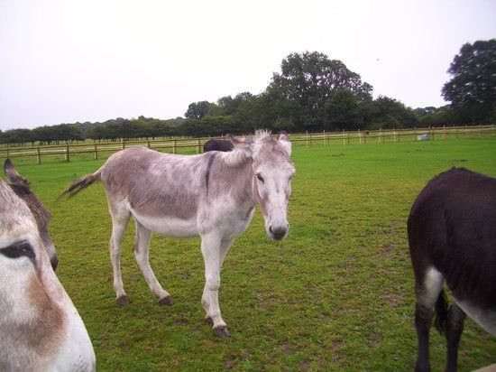 Hopefield Animal Sanctuary