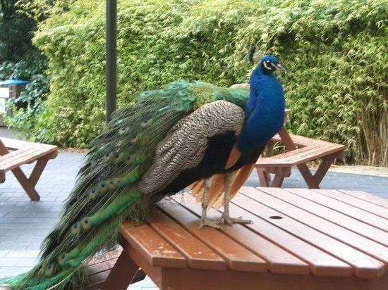 Hamilton Zoo