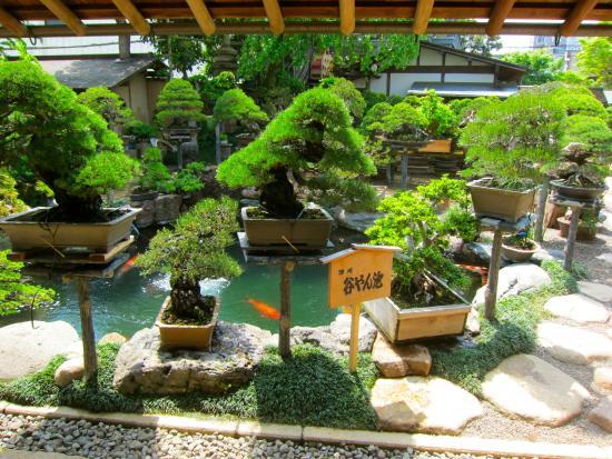 Shunkaen Bonsai Museum