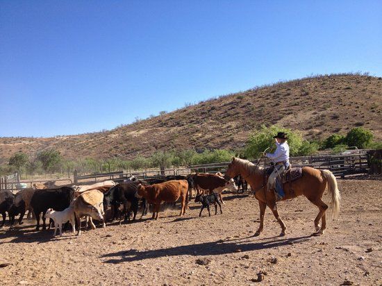 The Dancing Y Ranch