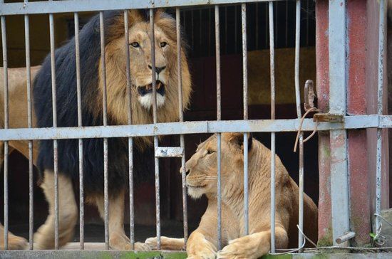 Lion Park