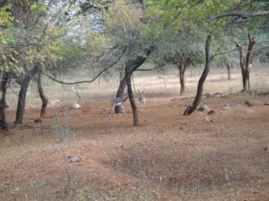 Mahavir Harina Vanasthali Wildlife Park