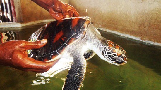 Sea Turtle Conservation Project