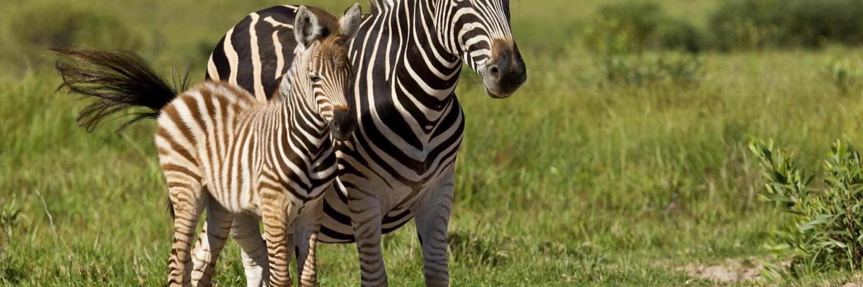 Kenneth Stainbank Nature Reserve