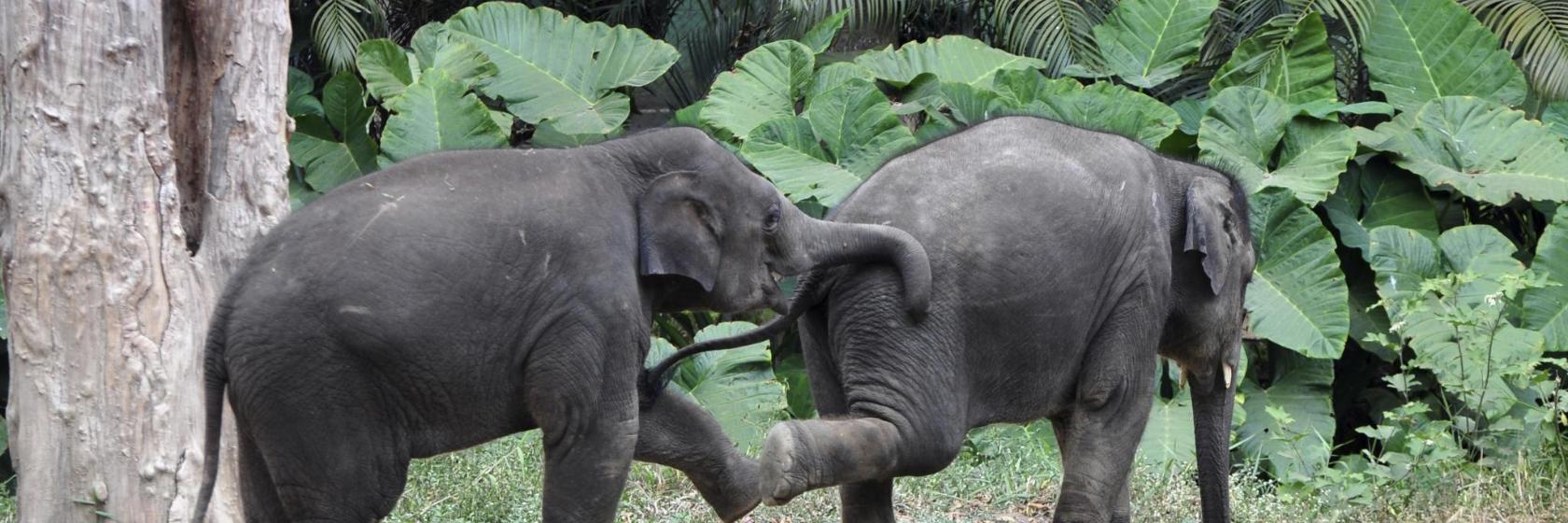 Bannerghatta National Park