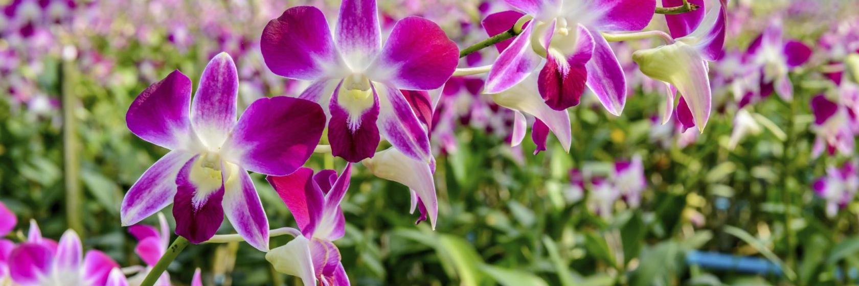 Siriphon Orchid Farm