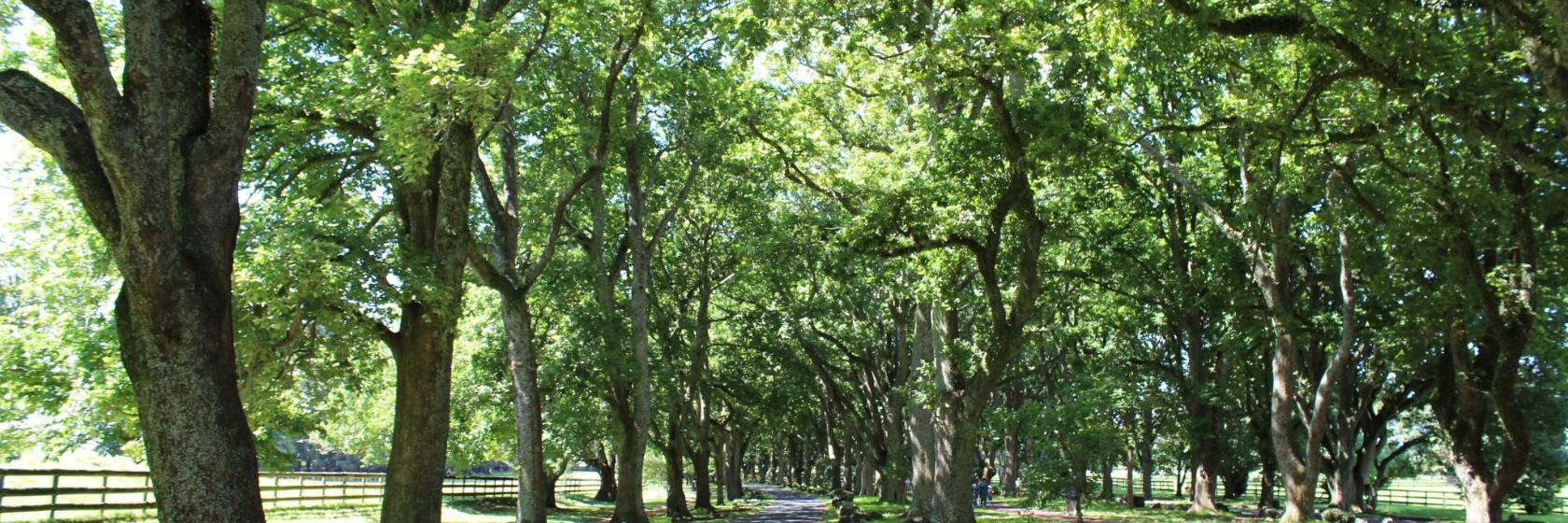 One Tree Hill Domain