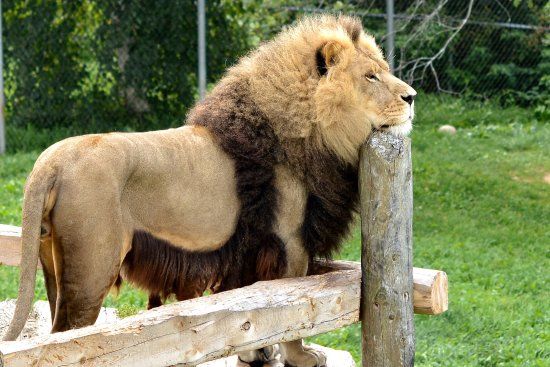 Magnetic Hill Zoo