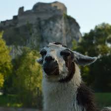 Sokoliaren a Minizoo Devin