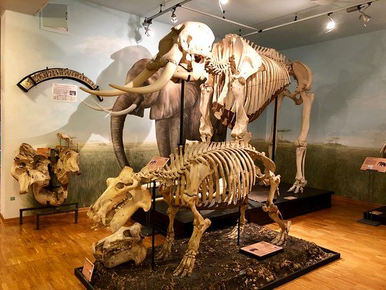 Civico Museo di Storia Naturale di Trieste