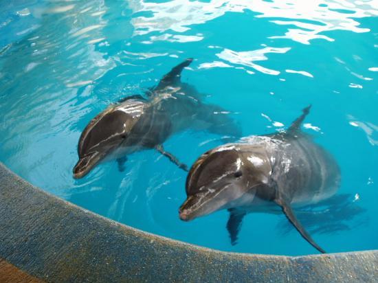 CiCi Acapulco Magico